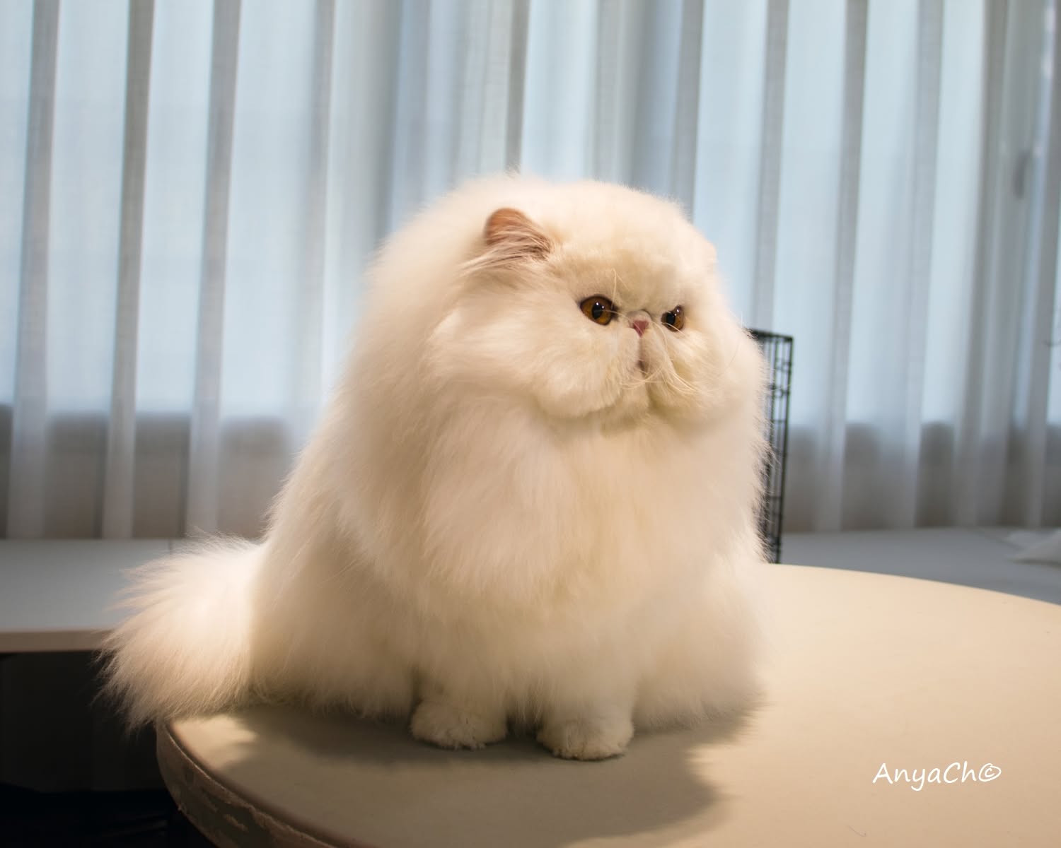 Cat show moment at a FIFe event