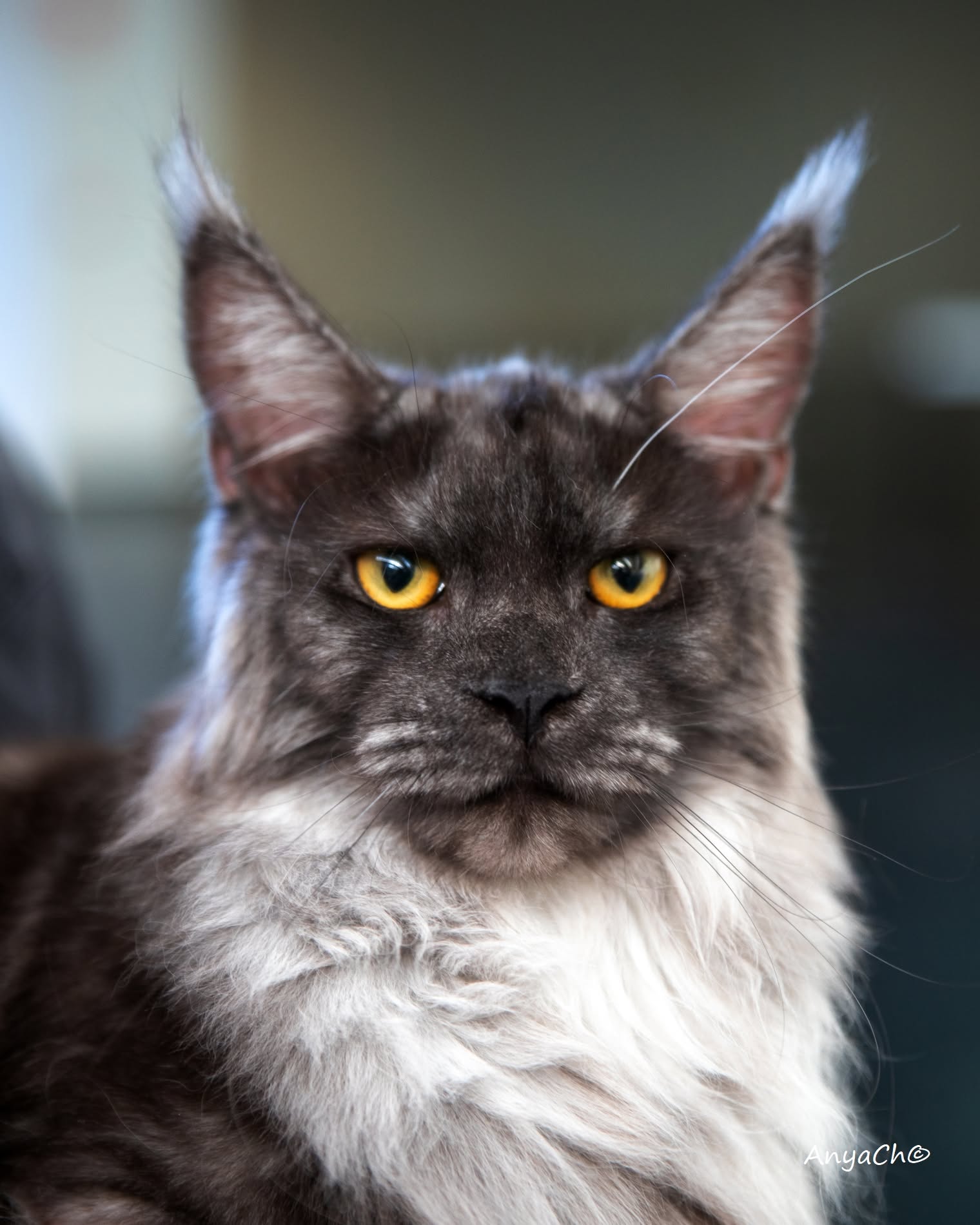 Maine Coon cat at a show